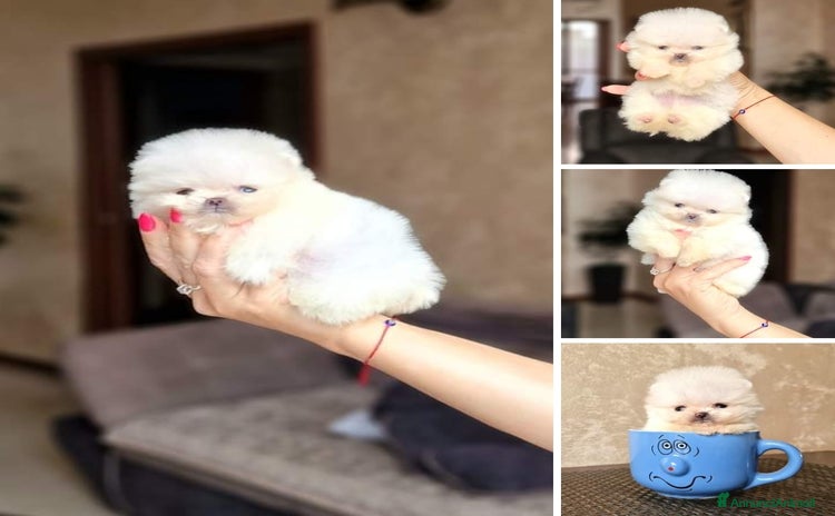 Spitz cani - Annuncio 3