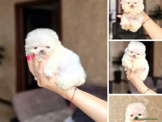 Spitz cani Spitz tedesco NANO Pomerania - Annuncio 5