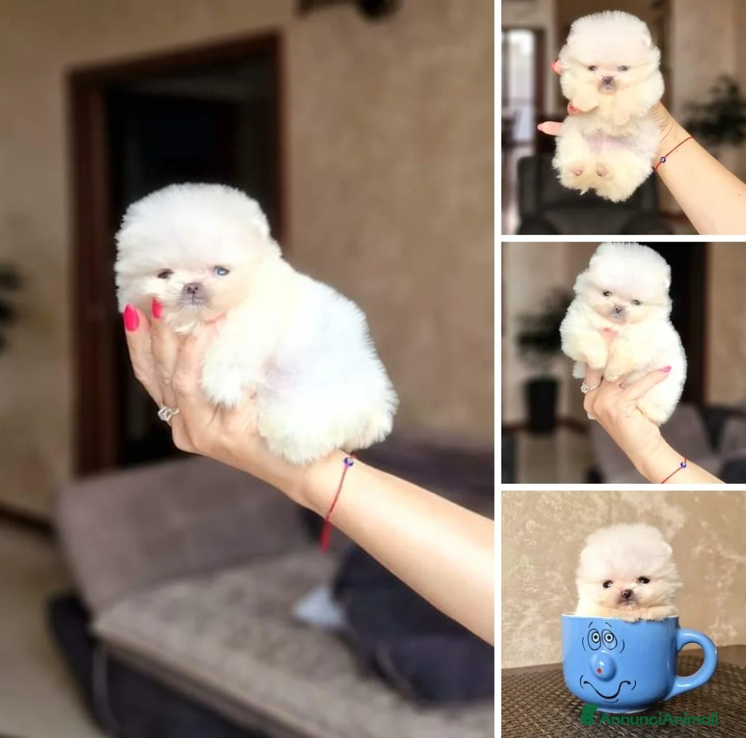 Spitz cani in vendita: Spitz tedesco NANO Pomerania  - Annuncio 1