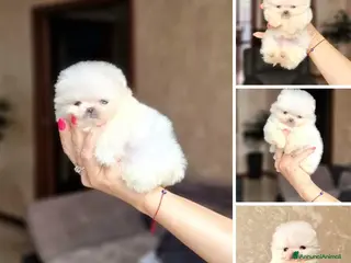 Spitz cani Spitz tedesco NANO Pomerania - Annuncio 7