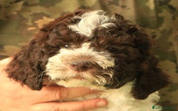 Lagotto cani in vendita: Lagotto romagnolo - cucciolo 7 a Provincia di Ravenna - Immagine 1