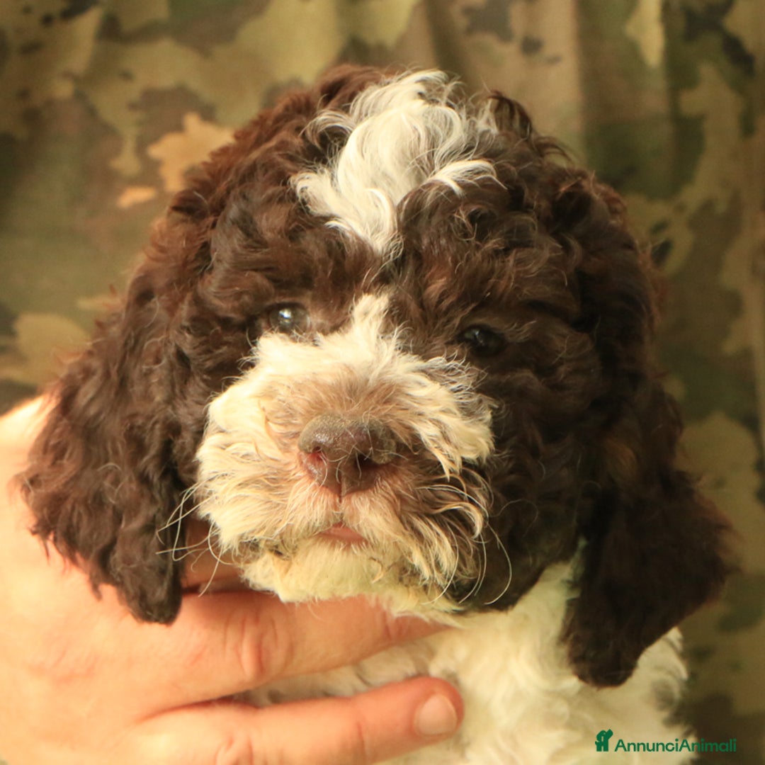 Lagotto cani in vendita: Lagotto romagnolo - cucciolo 7 a Provincia di Ravenna - Immagine 1