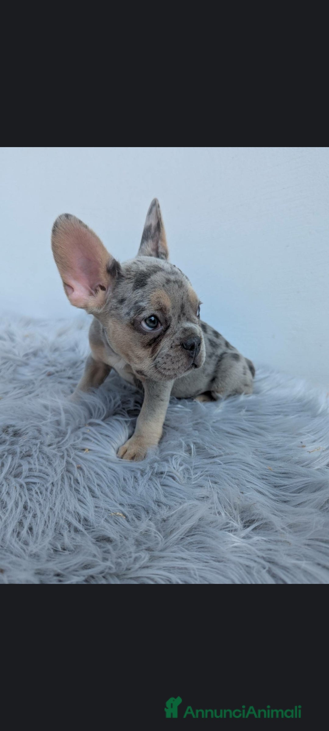 Bulldog Francese cani in vendita: Bulldog francese blu merle a Città Metropolitana di Genova - Immagine 1