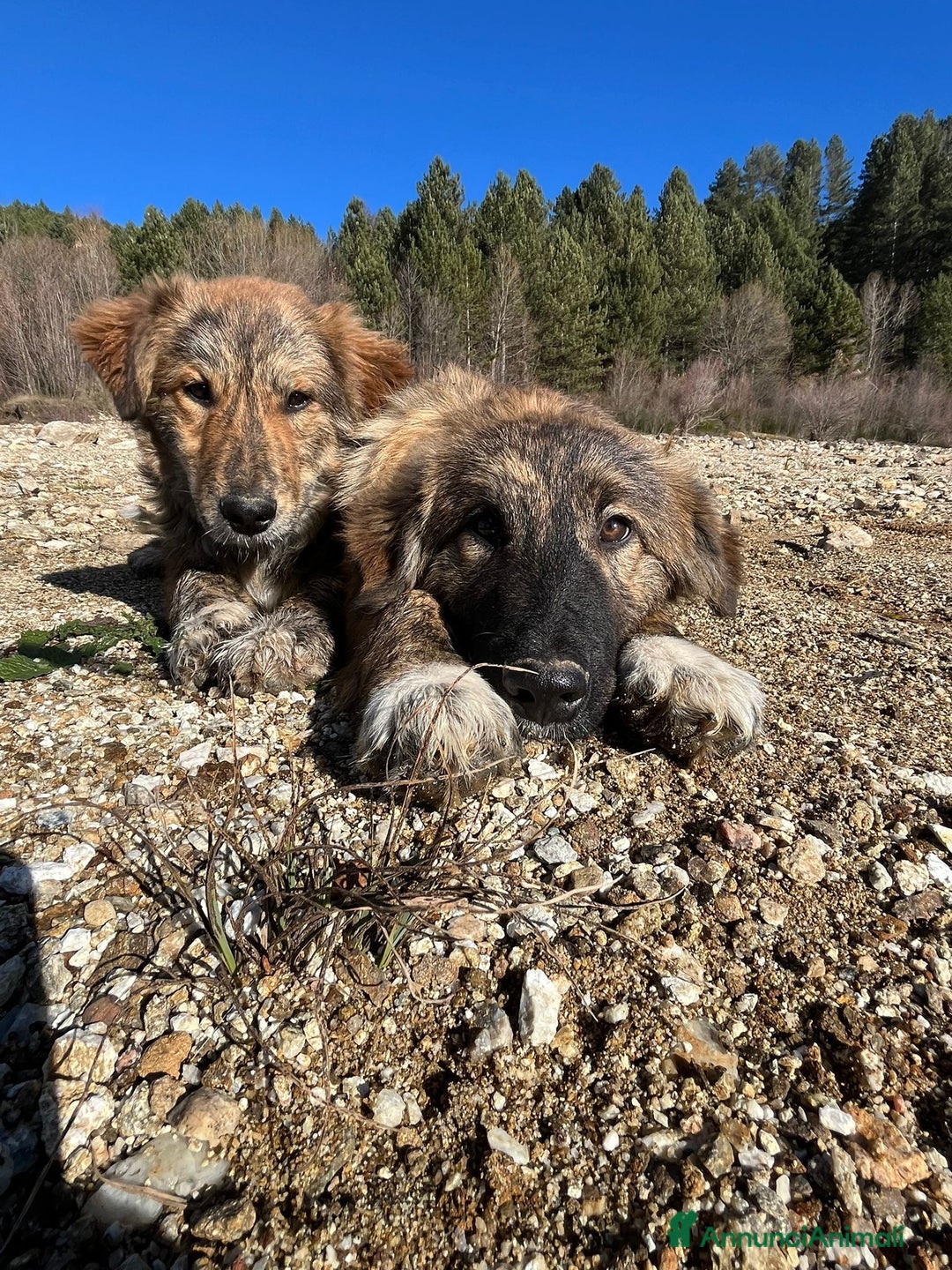 Meticcio cani in regalo: Leo e Tigro - Annuncio 1
