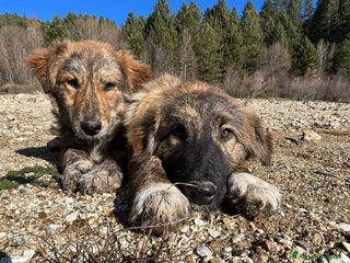 Meticcio cani Leo e Tigro - Annuncio 1