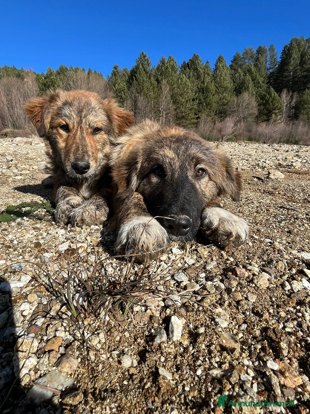 Meticcio cani in regalo: Leo e Tigro - Annuncio 1