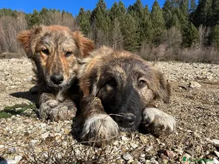 Meticcio cani Leo e Tigro - Annuncio 24
