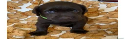 Labrador cani in vendita: Cuccioli Labrador Retriever Chocolate - Annuncio 10