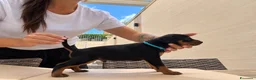 Pinscher Miniatura cani in vendita: Pinsher cuccioli  - Annuncio 5