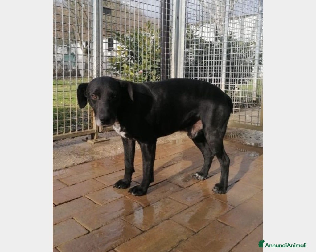 Meticcio cani Nero entrato in box 6anni fa,mai 1chiamata!URBINO a Rimini - Annuncio 28