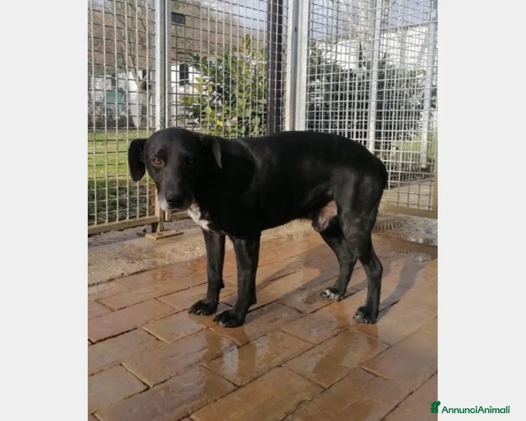 Meticcio cani in regalo: Nero entrato in box 6anni fa,mai 1chiamata!URBINO a Rimini - Annuncio 1