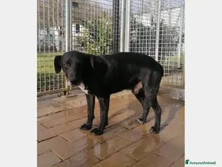 Meticcio cani Nero entrato in box 6anni fa,mai 1chiamata!URBINO a Rimini - Annuncio 28