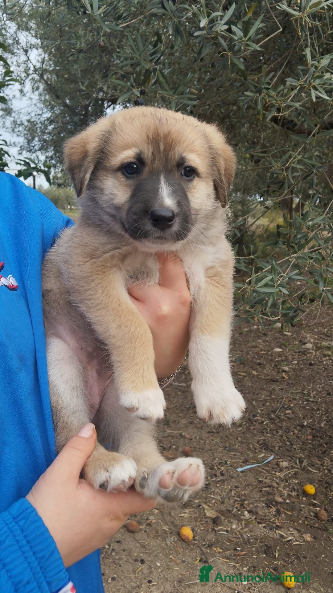 Altre razze cani in regalo: Cuccioli futura taglia media cercano adozioni  - Annuncio 5