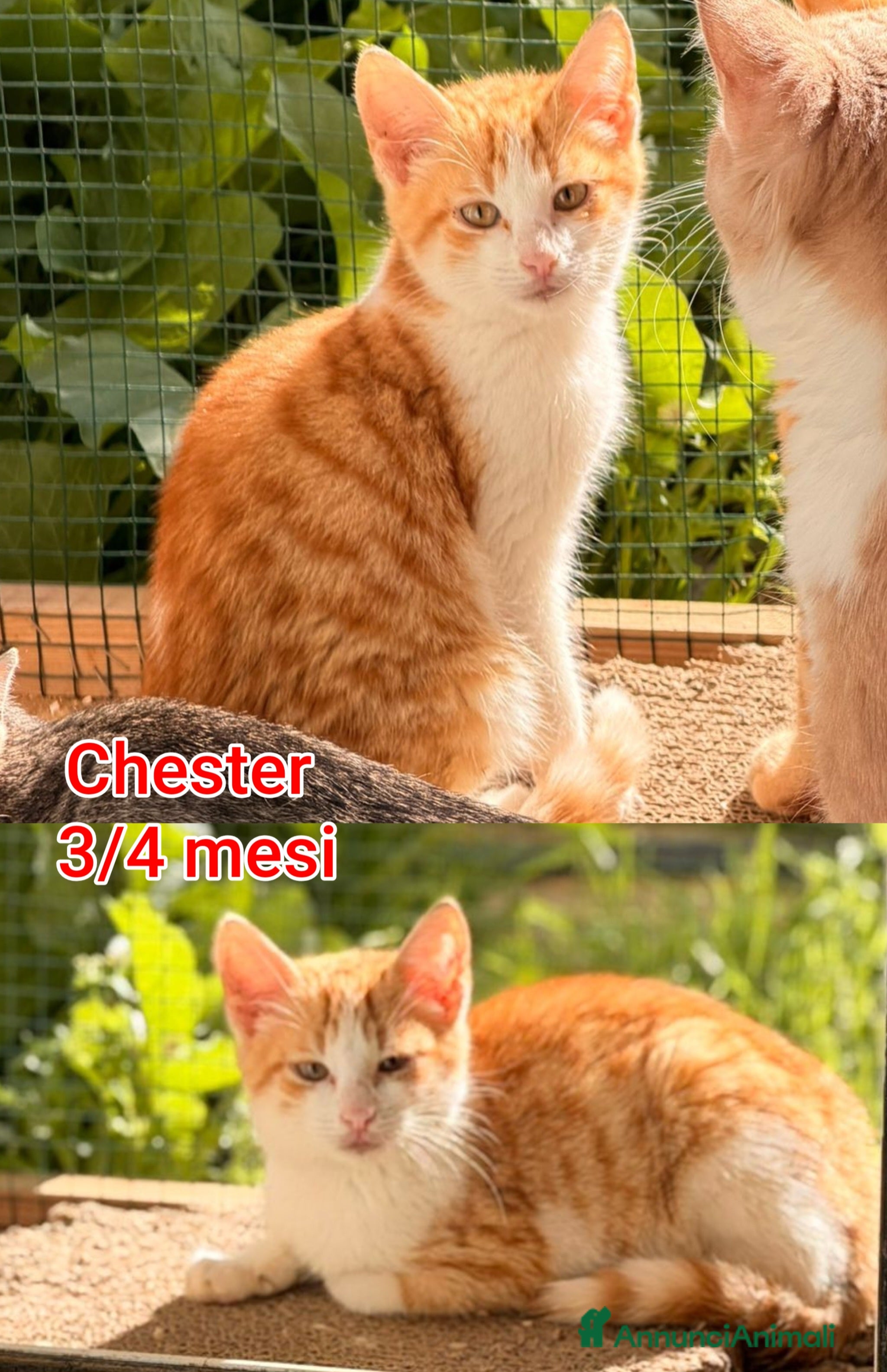 Europeo gatti SERVONO ADOZIONI PER SALVARLI  - Annuncio 3