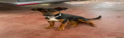 Meticcio cani in regalo: 2maschietti 1anno kg 5 a fine mese in canile.NUORO - Annuncio 6