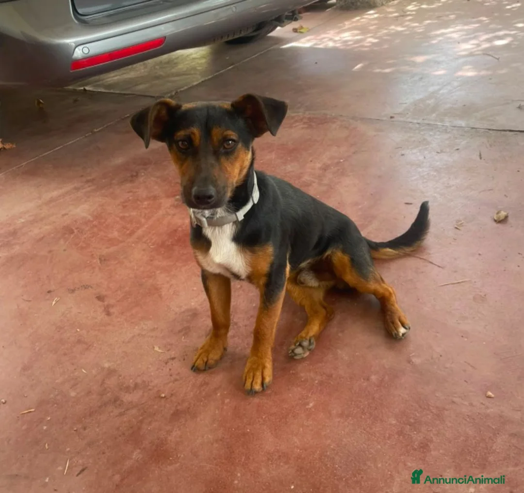 Meticcio cani in regalo: 2maschietti 1anno kg 5 a fine mese in canile.NUORO - Annuncio 6