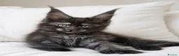 Maine Coon gatti in vendita: Cuccioli maine coon - Annuncio 5