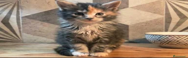 Maine Coon Gattino 6