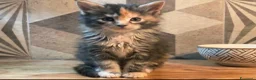 Maine Coon gatti in vendita: Cuccioli di Maine Coon linea russa  - Annuncio 6