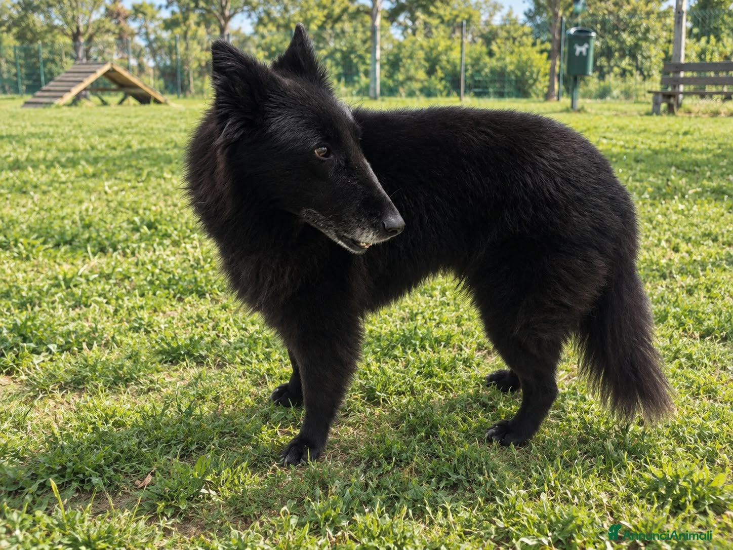 Pastore Belga cani In regalo Pastore Belga, Sibilla, adulta  - Annuncio 1
