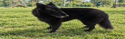 Pastore Belga cani in regalo: In regalo Pastore Belga, Sibilla, adulta  a Provincia di Piacenza - Annuncio 1