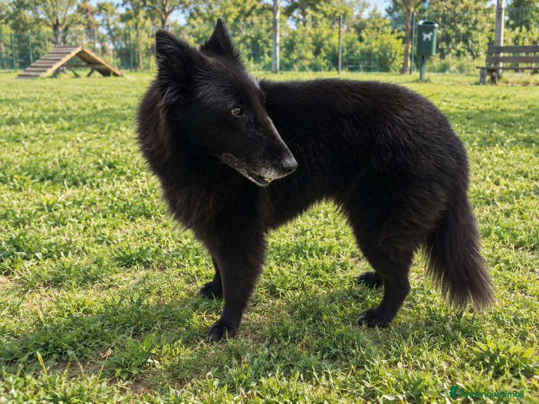 Pastore Belga cani in regalo: In regalo Pastore Belga, Sibilla, adulta  a Provincia di Piacenza - Annuncio 1