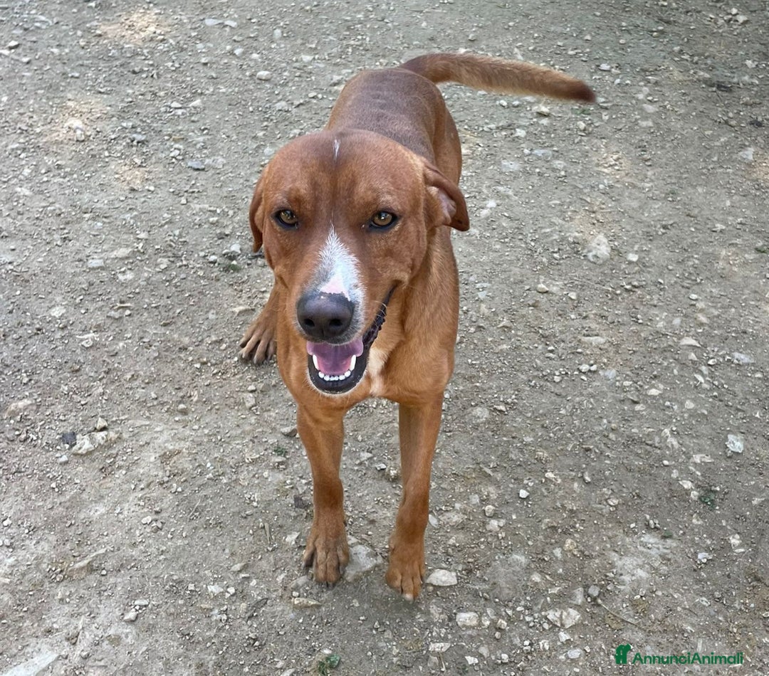 Meticcio cani in regalo: ADOTTA IL BELLISSIMO CORFU' - Annuncio 5