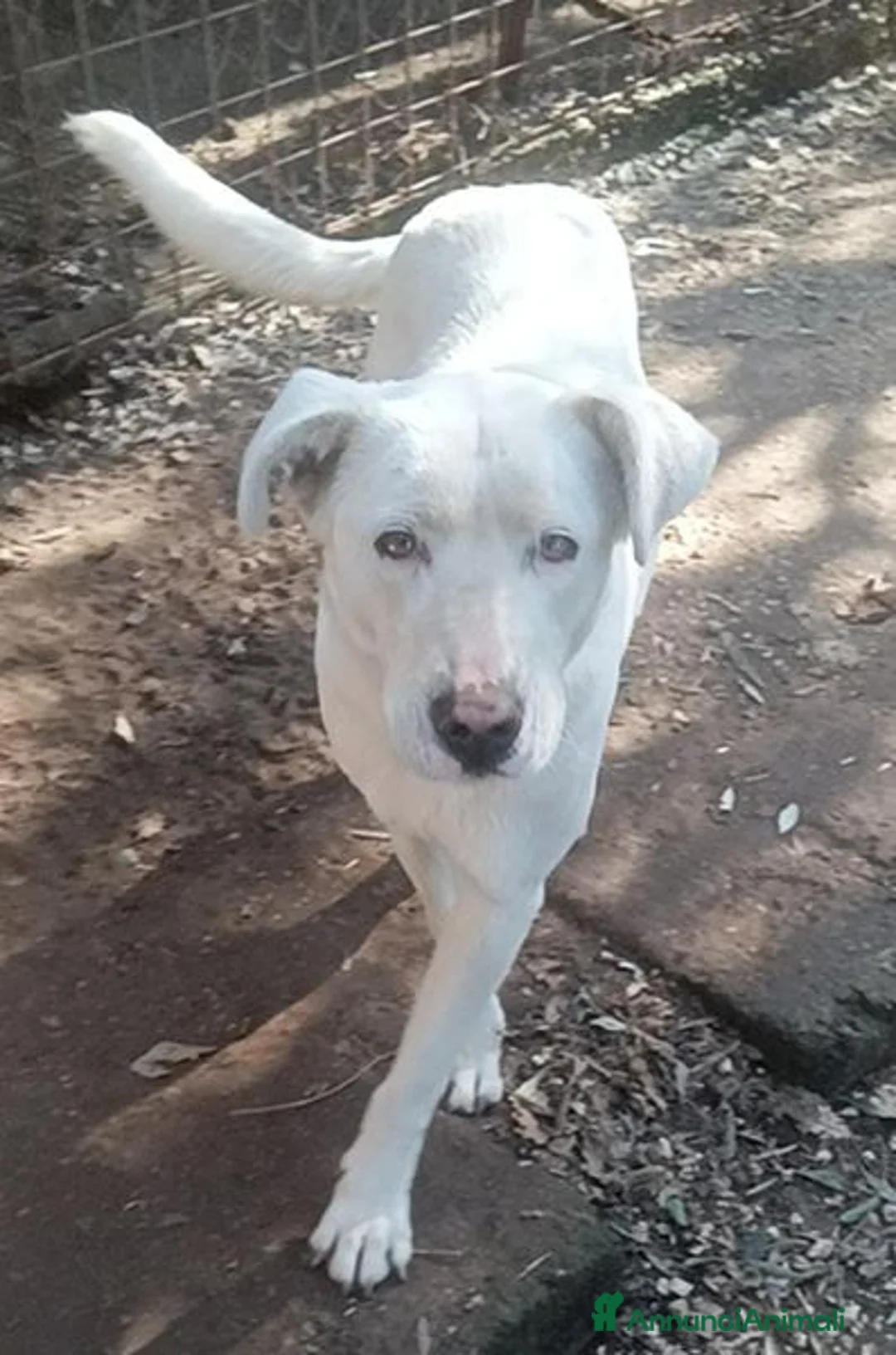 Labrador cani in regalo: Clara, occhioni da cerbiatto a Città metropolitana di Roma Capitale - Annuncio 7