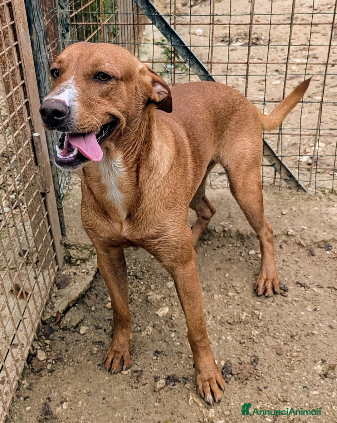 Meticcio cani in regalo: IL DOLCE CORFU' a Città metropolitana di Milano - Annuncio 2