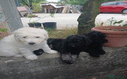 Barboncino cani in vendita: Barboncino Nano a Provincia di Avellino - Immagine 3