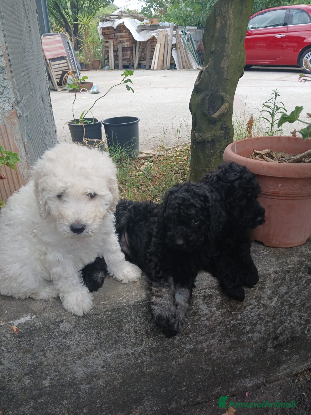 Barboncino cani in vendita: Barboncino Nano a Provincia di Avellino - Immagine 3
