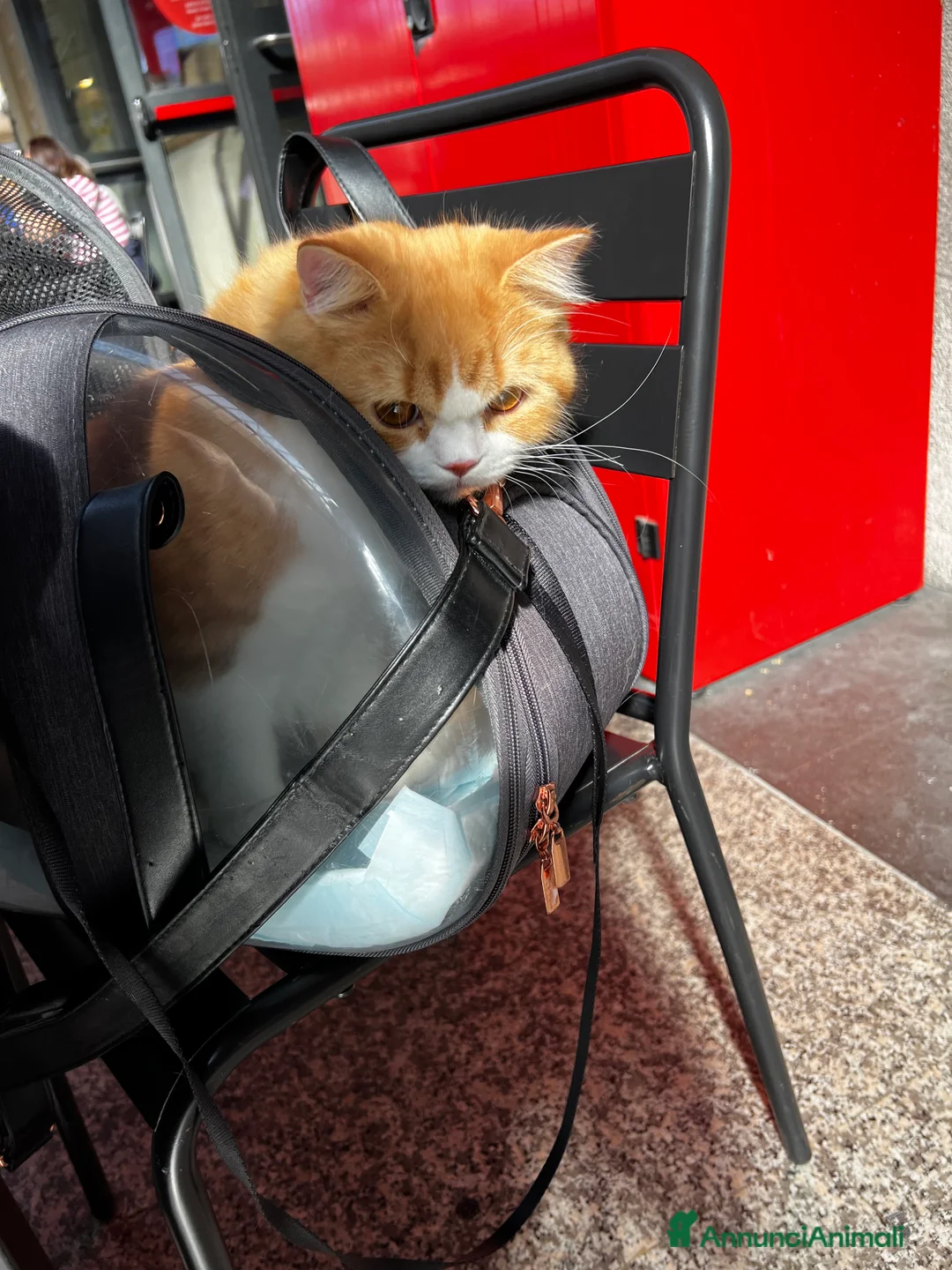 Immagine della galleria {{count}}