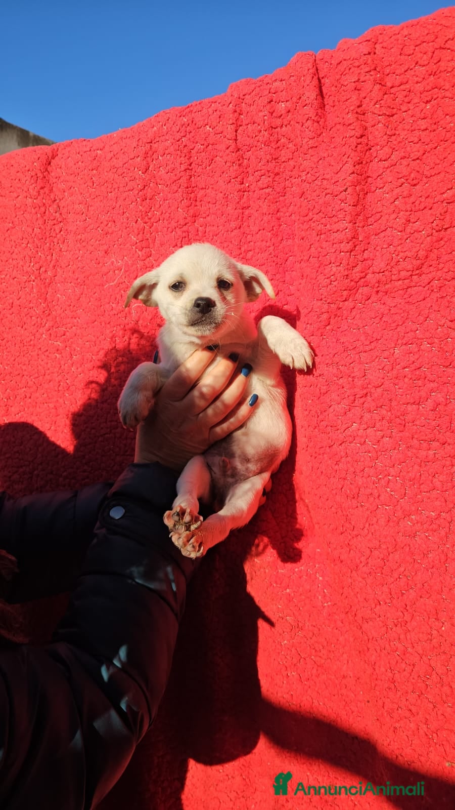 Meticcio cani ELIOS: 2 MESI TAGLIA PICCOLA  - Annuncio 2