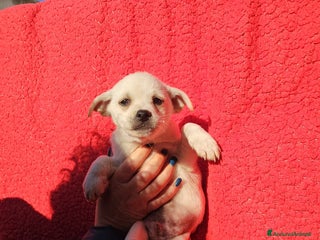 Meticcio cani ELIOS: 2 MESI TAGLIA PICCOLA - Annuncio 1