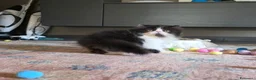 Persiano gatti in vendita: Cuccioli persiani  - Annuncio 10