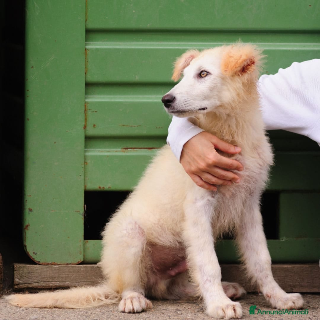 Meticcio cani in regalo: Juri, 4 mesi a Provincia di Bergamo - Immagine 4