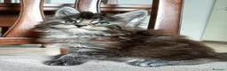 Maine Coon gatti in vendita: Maine coon - Annuncio 13