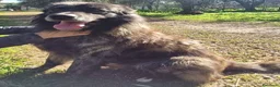 Meticcio cani in regalo: Markus bellissimo mix pastore belga a Città metropolitana di Milano - Annuncio 7