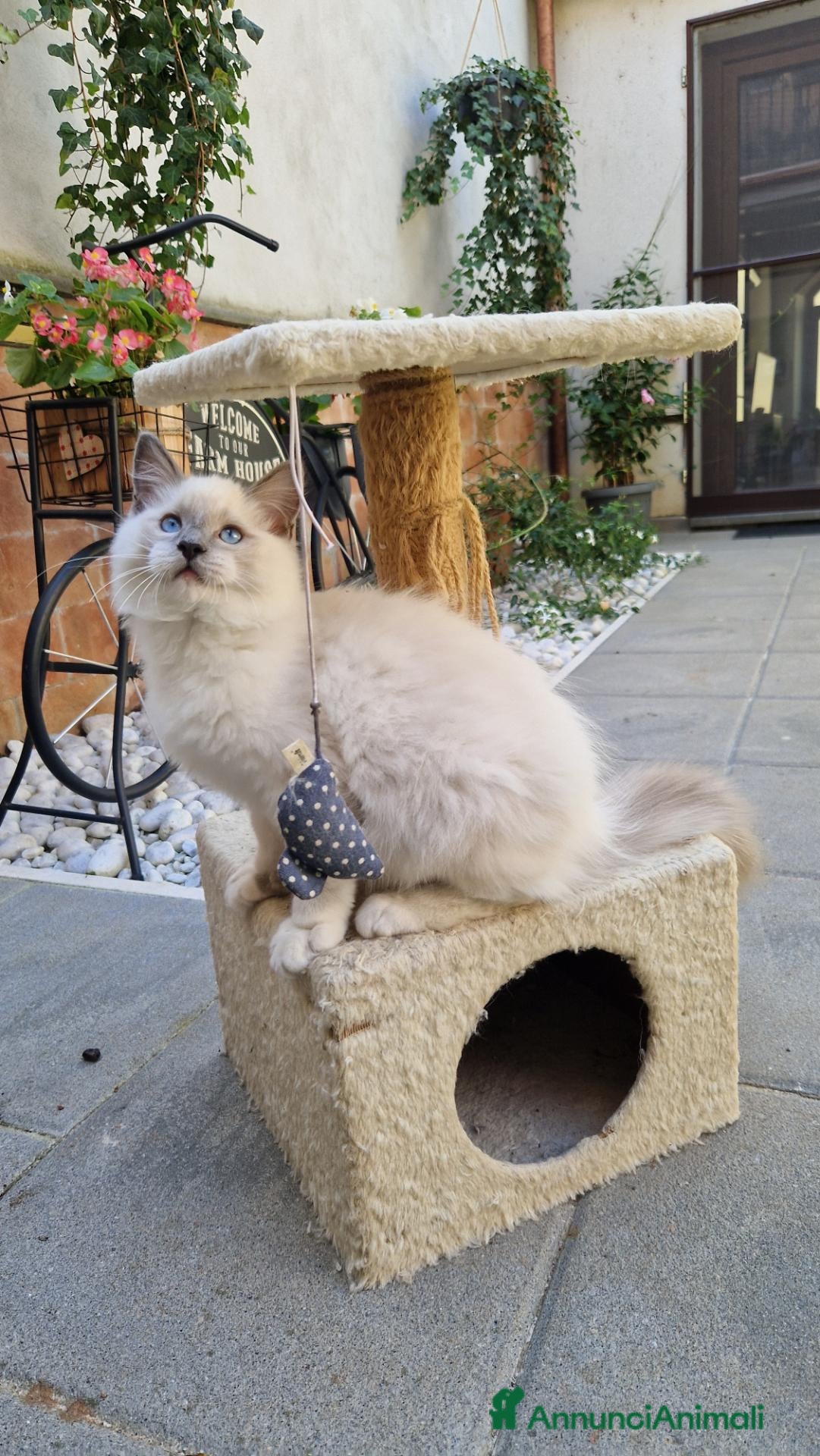 Ragdoll gatti Cucciolo Gattino Ragdoll  - Annuncio 5