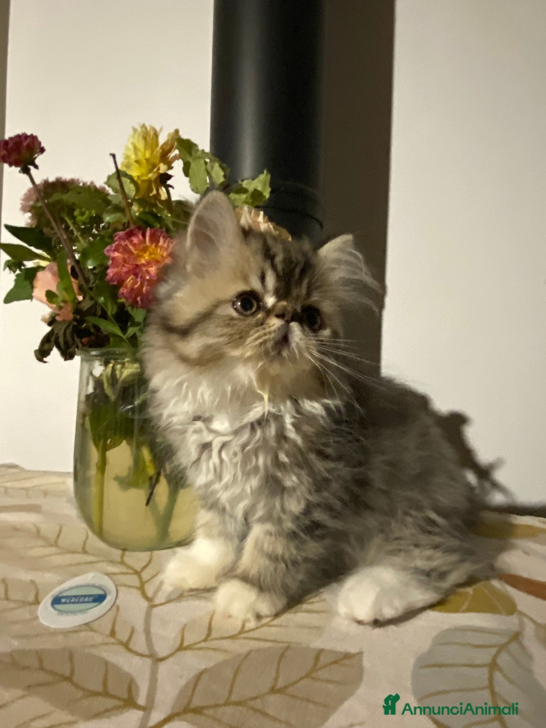 Persiano gatti in vendita: Meraviglioso gattino Persiano in cerca di casa ✨ - Annuncio 3