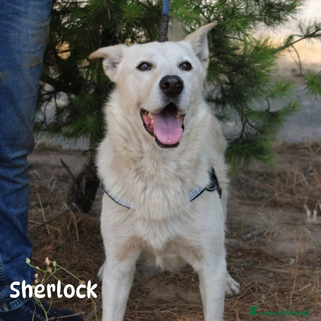 Meticcio cani in regalo: SHERLOCK & WATSON 💙 CASA È DOVE SIAMO INSIEME  a Città Metropolitana di Firenze - Annuncio 2