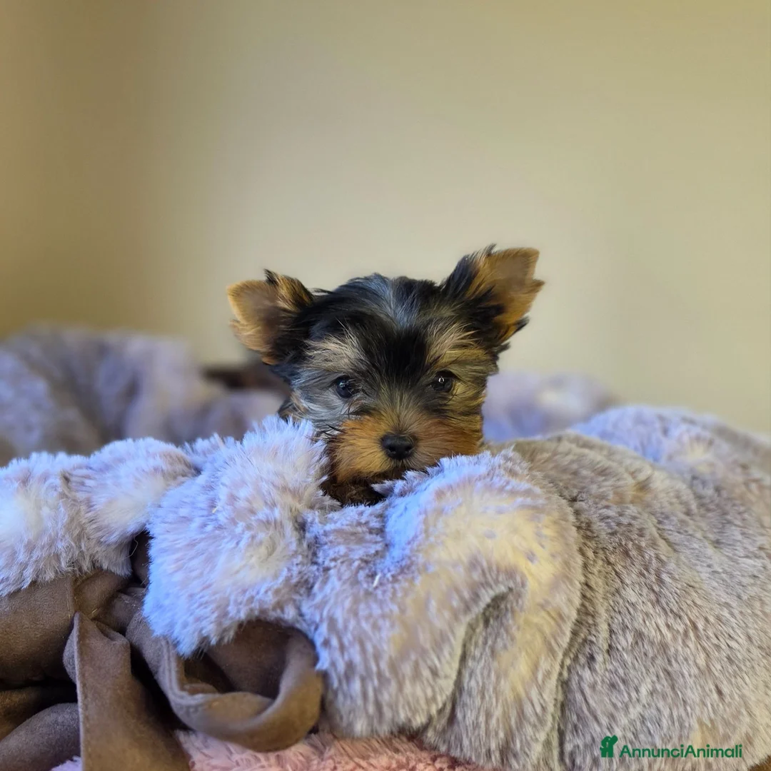 Yorkshire cani in vendita: Cuccioli di Yorkshire Terrier  - Annuncio 2