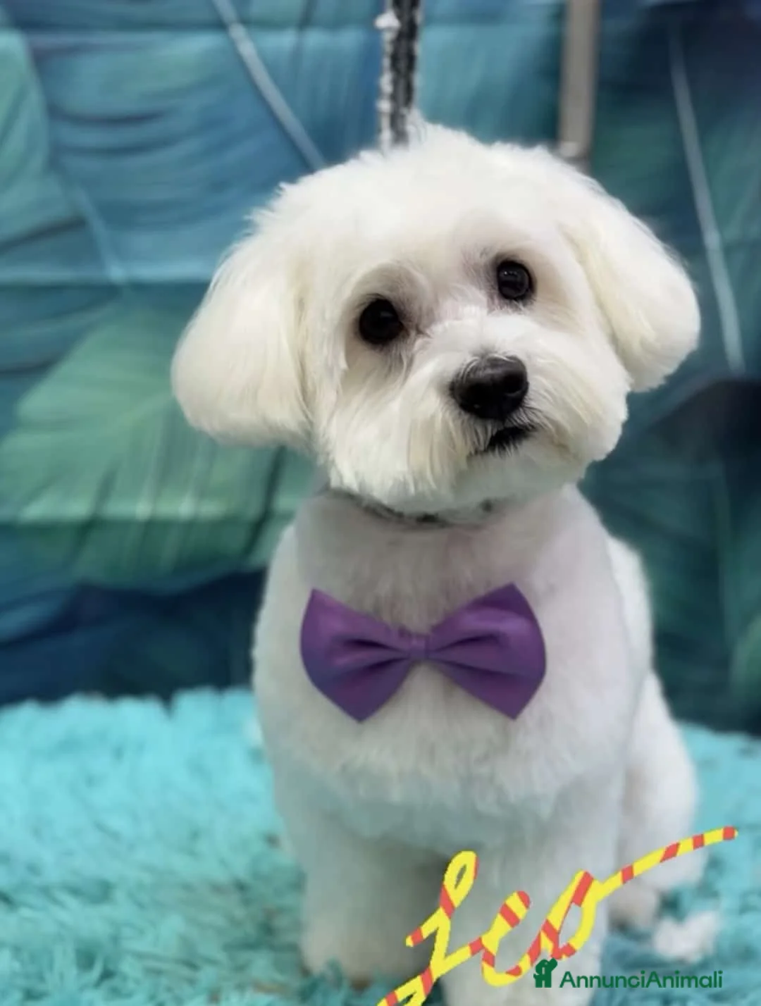 Maltese cani per accoppiamento: Accoppiamento a Città Metropolitana di Napoli - Annuncio 1