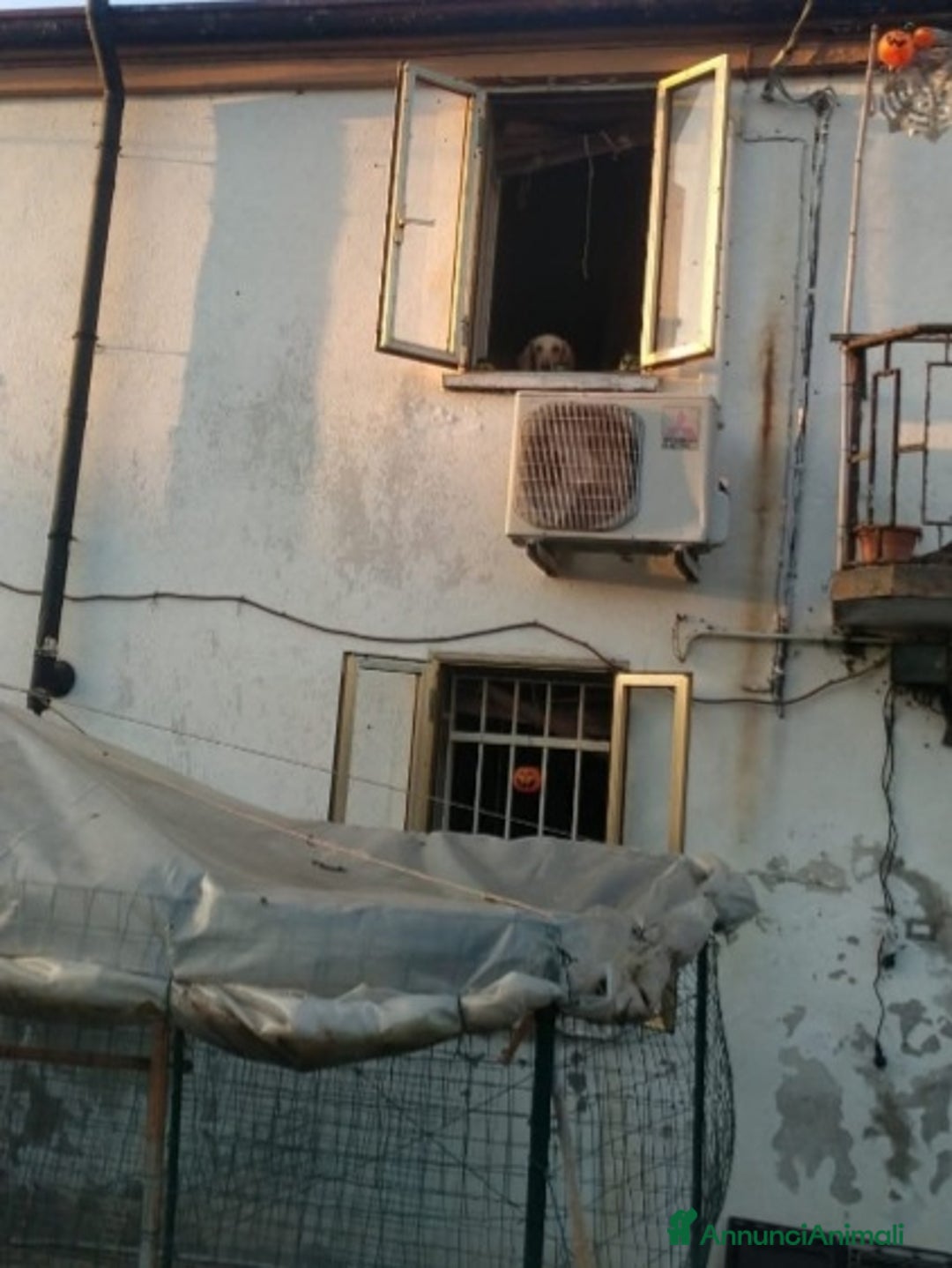 Segugio cani in regalo: 2segugi 2anni e 1/2 PRESTO IN CANILE.ROVIGO URGENO - Annuncio 5