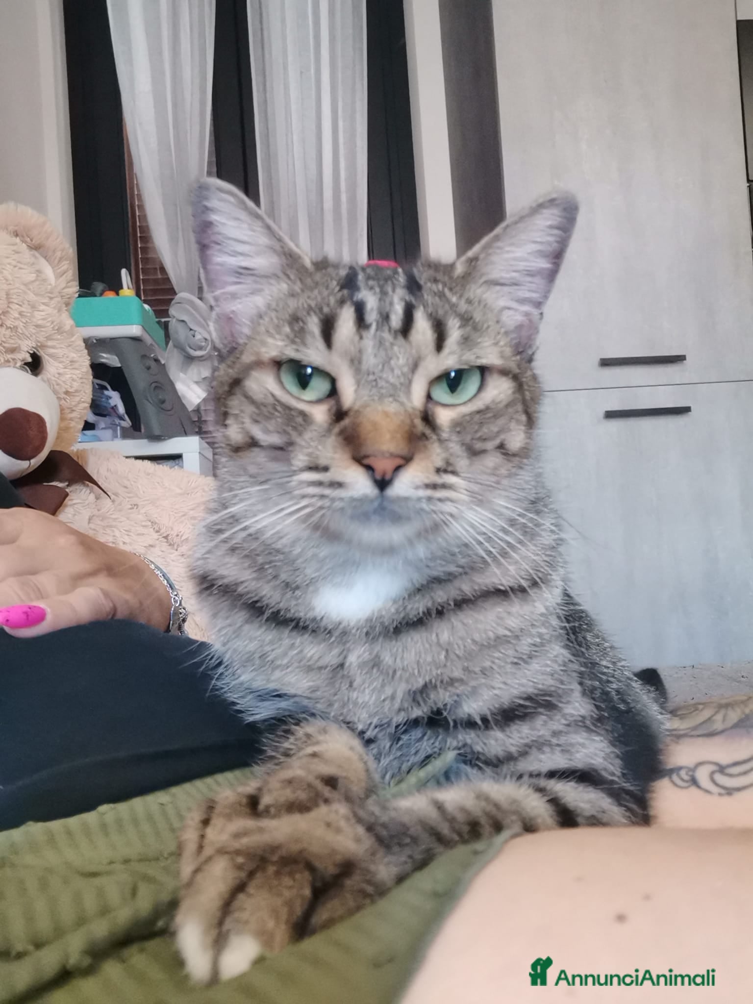 Europeo gatti Gatto europeo maschio tigrato  - Annuncio 10