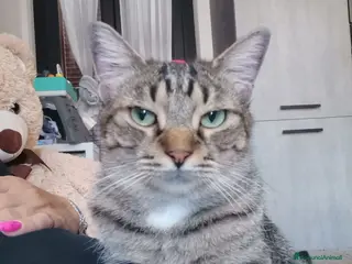 Europeo gatti Gatto europeo maschio tigrato - Annuncio 15