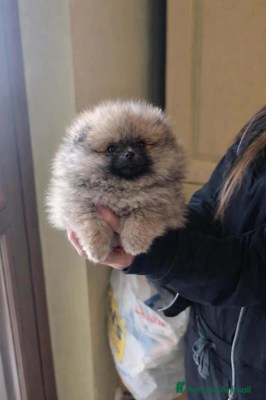 Volpino Pomerania cani in vendita: Volpino pomerania pedigree - Annuncio 7