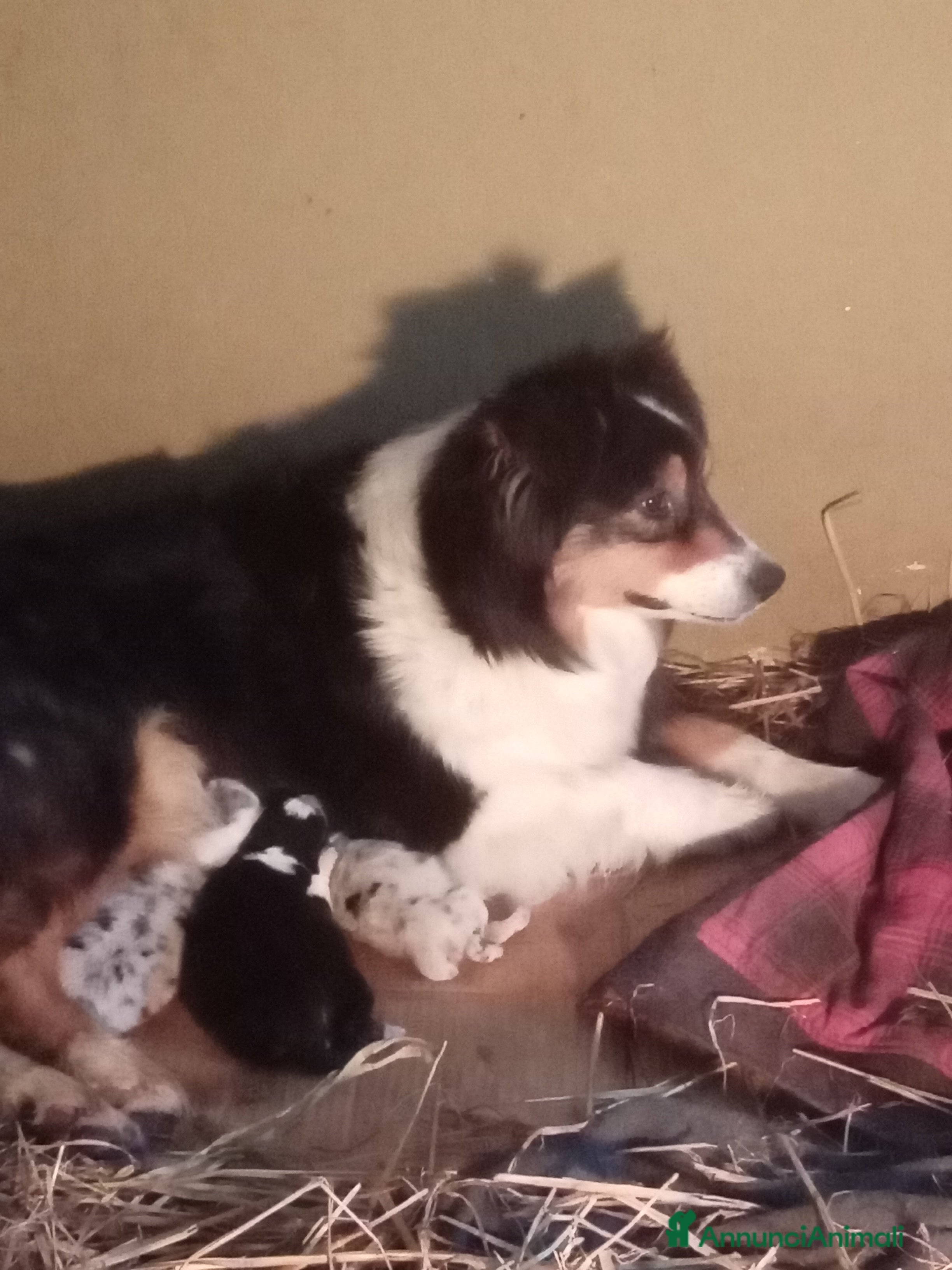 Australian Shepherd cani Cuccioli australian shepard  a Provincia di Pavia - Annuncio 7