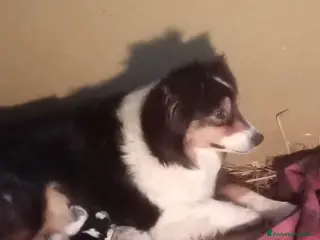 Australian Shepherd cani Cuccioli australian shepard a Provincia di Pavia - Annuncio 7