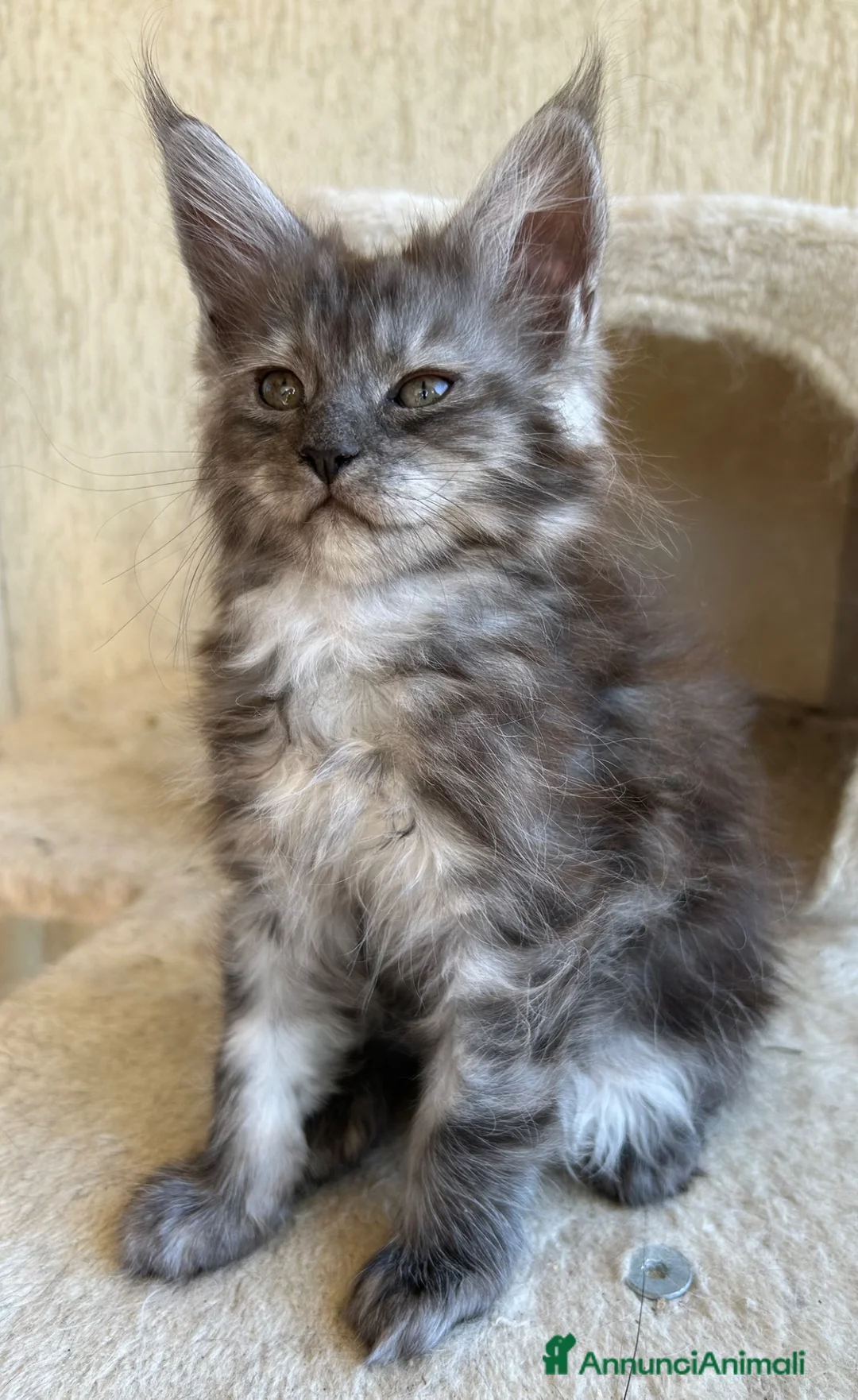 Maine Coon gatti in vendita: Maine Coon - Annuncio 1